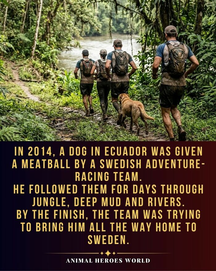 27 True Stories Of Animals Who Saved Lives Or Survived The Impossible, As Shared By This Page 27 True Stories Of Animals Who Saved Lives Or Survived The Impossible, As Shared By This Page