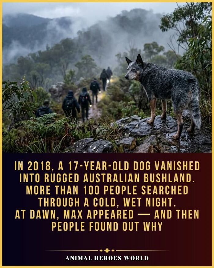 27 True Stories Of Animals Who Saved Lives Or Survived The Impossible, As Shared By This Page 27 True Stories Of Animals Who Saved Lives Or Survived The Impossible, As Shared By This Page