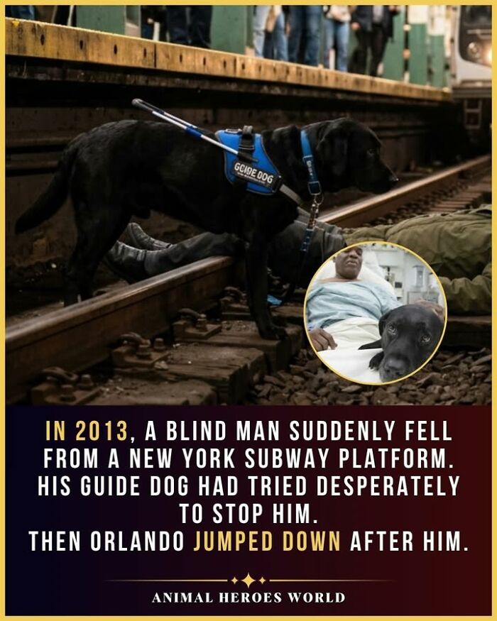 27 True Stories Of Animals Who Saved Lives Or Survived The Impossible, As Shared By This Page 27 True Stories Of Animals Who Saved Lives Or Survived The Impossible, As Shared By This Page