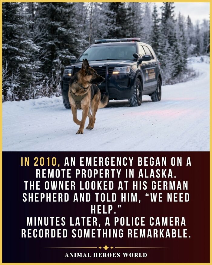 27 True Stories Of Animals Who Saved Lives Or Survived The Impossible, As Shared By This Page 27 True Stories Of Animals Who Saved Lives Or Survived The Impossible, As Shared By This Page
