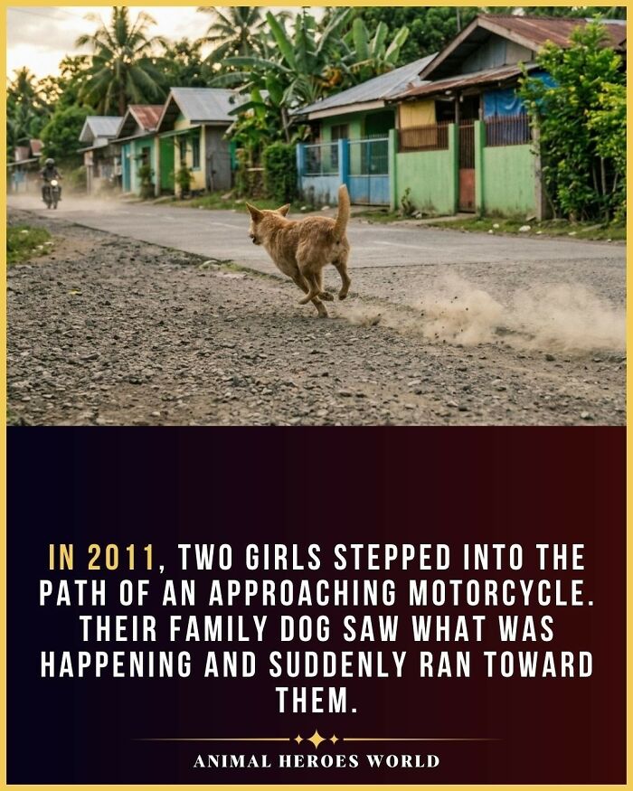 27 True Stories Of Animals Who Saved Lives Or Survived The Impossible, As Shared By This Page 27 True Stories Of Animals Who Saved Lives Or Survived The Impossible, As Shared By This Page