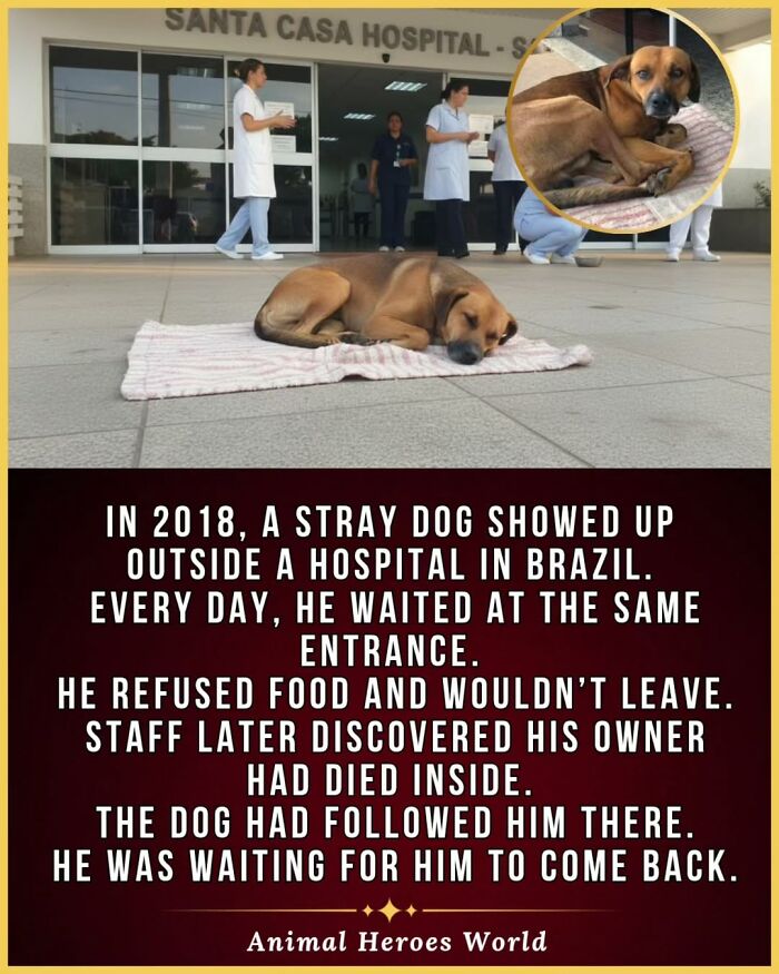 27 True Stories Of Animals Who Saved Lives Or Survived The Impossible, As Shared By This Page 27 True Stories Of Animals Who Saved Lives Or Survived The Impossible, As Shared By This Page