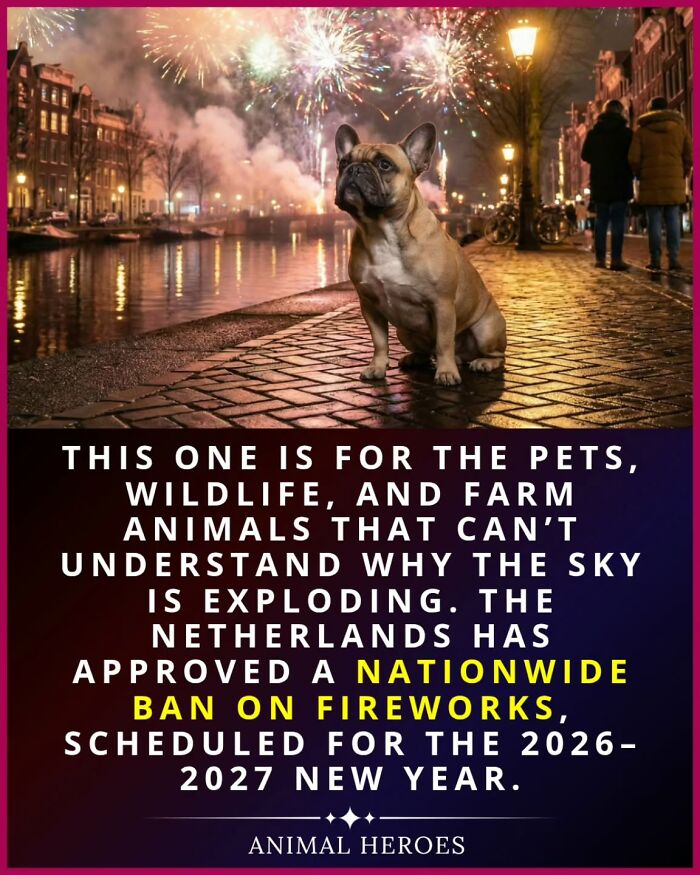 27 True Stories Of Animals Who Saved Lives Or Survived The Impossible, As Shared By This Page 27 True Stories Of Animals Who Saved Lives Or Survived The Impossible, As Shared By This Page