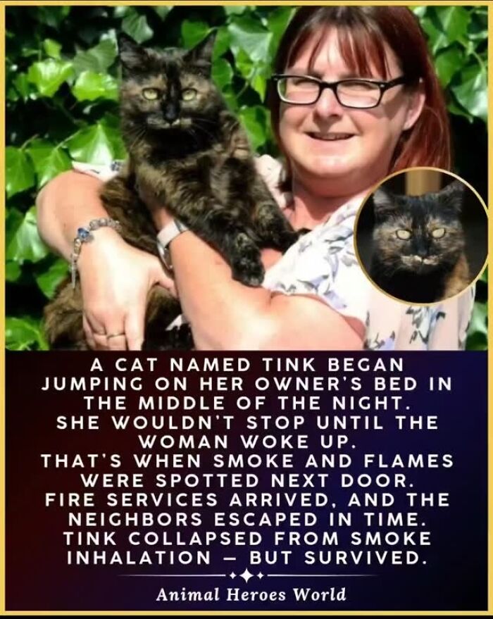 27 True Stories Of Animals Who Saved Lives Or Survived The Impossible, As Shared By This Page 27 True Stories Of Animals Who Saved Lives Or Survived The Impossible, As Shared By This Page