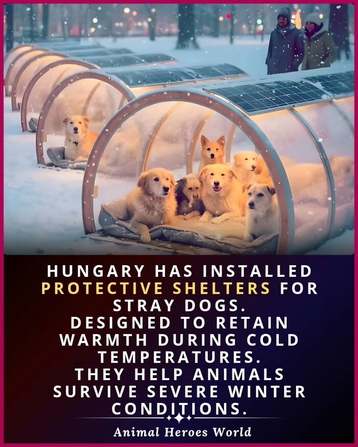27 True Stories Of Animals Who Saved Lives Or Survived The Impossible, As Shared By This Page 27 True Stories Of Animals Who Saved Lives Or Survived The Impossible, As Shared By This Page