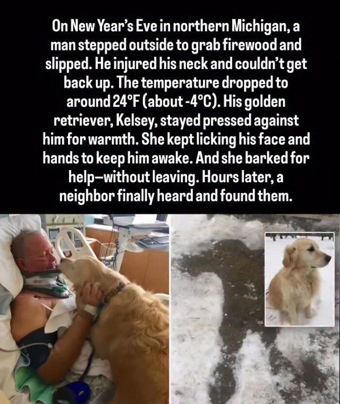 27 True Stories Of Animals Who Saved Lives Or Survived The Impossible, As Shared By This Page 27 True Stories Of Animals Who Saved Lives Or Survived The Impossible, As Shared By This Page