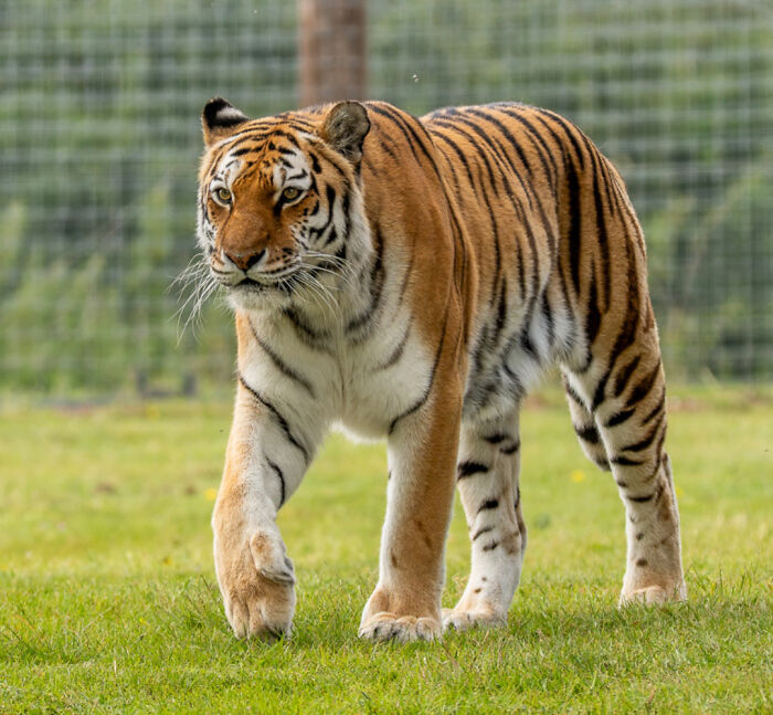 New Witness Accounts Reveal Chilling Details Surrounding Man’s Final Moments At Tiger Enclosure New Witness Accounts Reveal Chilling Details Surrounding Man’s Final Moments At Tiger Enclosure