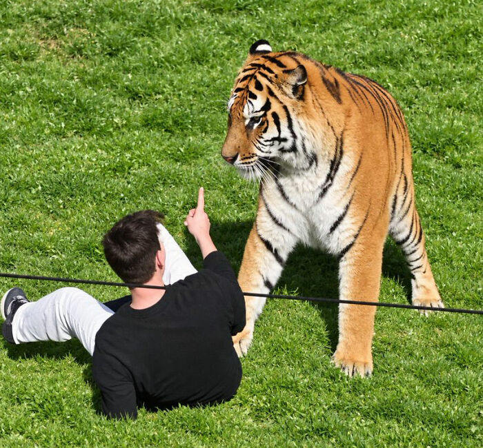 New Witness Accounts Reveal Chilling Details Surrounding Man’s Final Moments At Tiger Enclosure New Witness Accounts Reveal Chilling Details Surrounding Man’s Final Moments At Tiger Enclosure