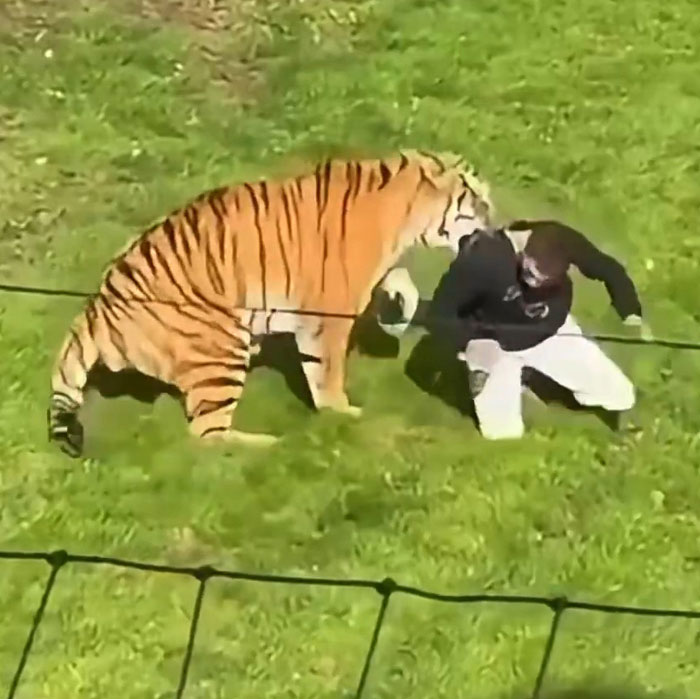 New Witness Accounts Reveal Chilling Details Surrounding Man’s Final Moments At Tiger Enclosure New Witness Accounts Reveal Chilling Details Surrounding Man’s Final Moments At Tiger Enclosure