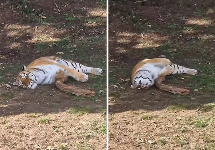 New Witness Accounts Reveal Chilling Details Surrounding Man’s Final Moments At Tiger Enclosure New Witness Accounts Reveal Chilling Details Surrounding Man’s Final Moments At Tiger Enclosure