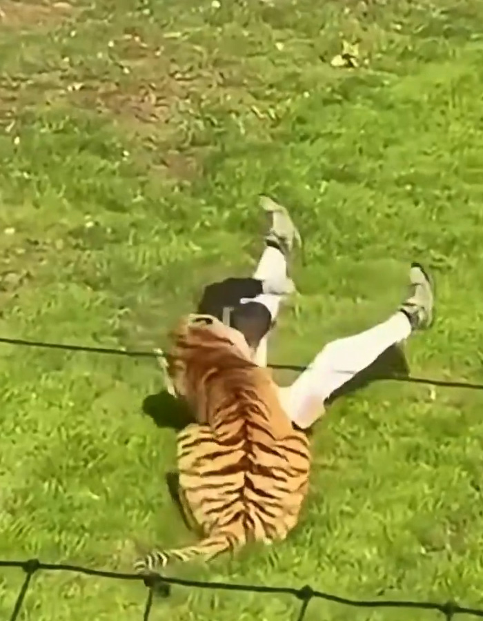 New Witness Accounts Reveal Chilling Details Surrounding Man’s Final Moments At Tiger Enclosure New Witness Accounts Reveal Chilling Details Surrounding Man’s Final Moments At Tiger Enclosure