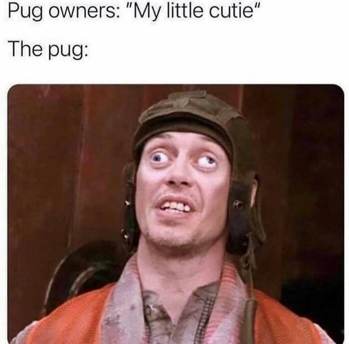If Your Love Language Is Sending Memes To Friends, Then Here Are 62 For You To Choose From If Your Love Language Is Sending Memes To Friends, Then Here Are 62 For You To Choose From