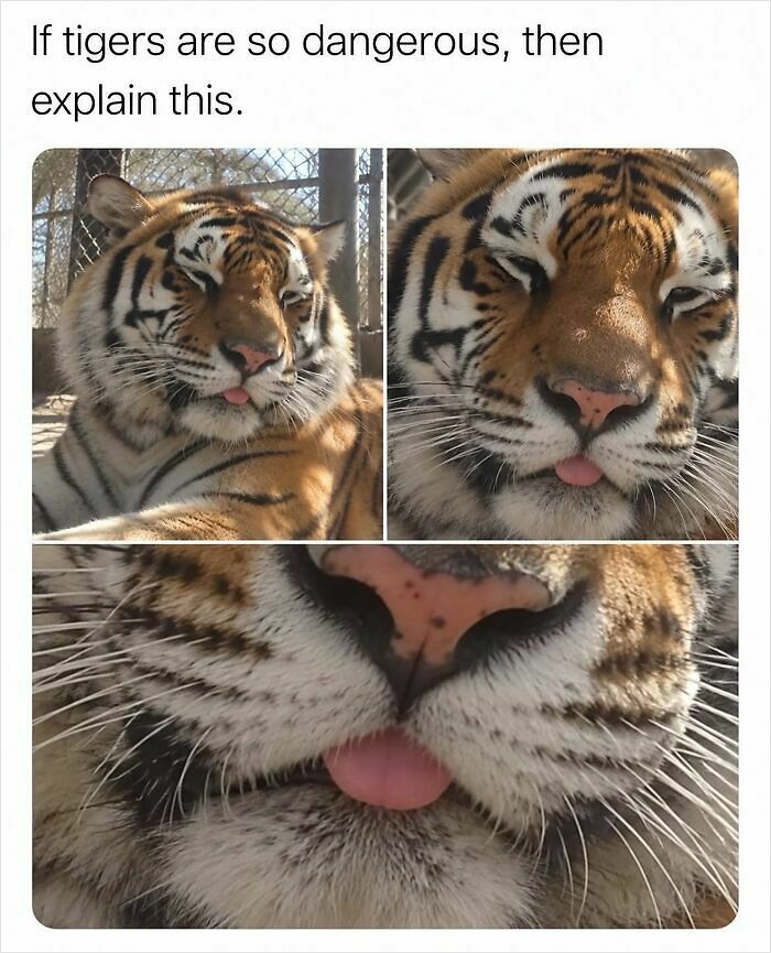 55 Funny Memes That You Might Want To Share With Your Group Chat