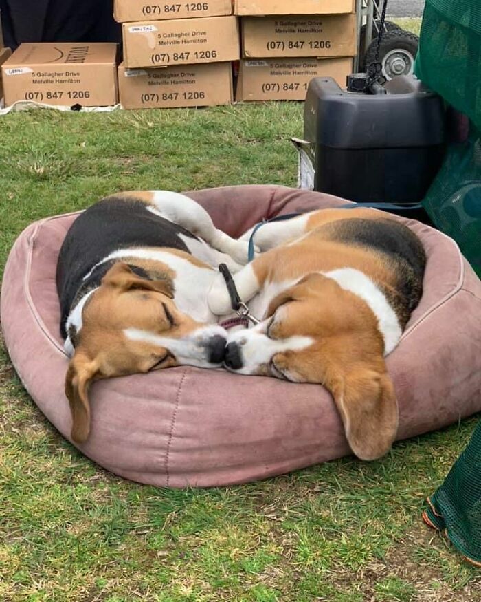 40 Sleeping Puppies So Adorable They Might Just Melt Your Heart, As Shared by This Page