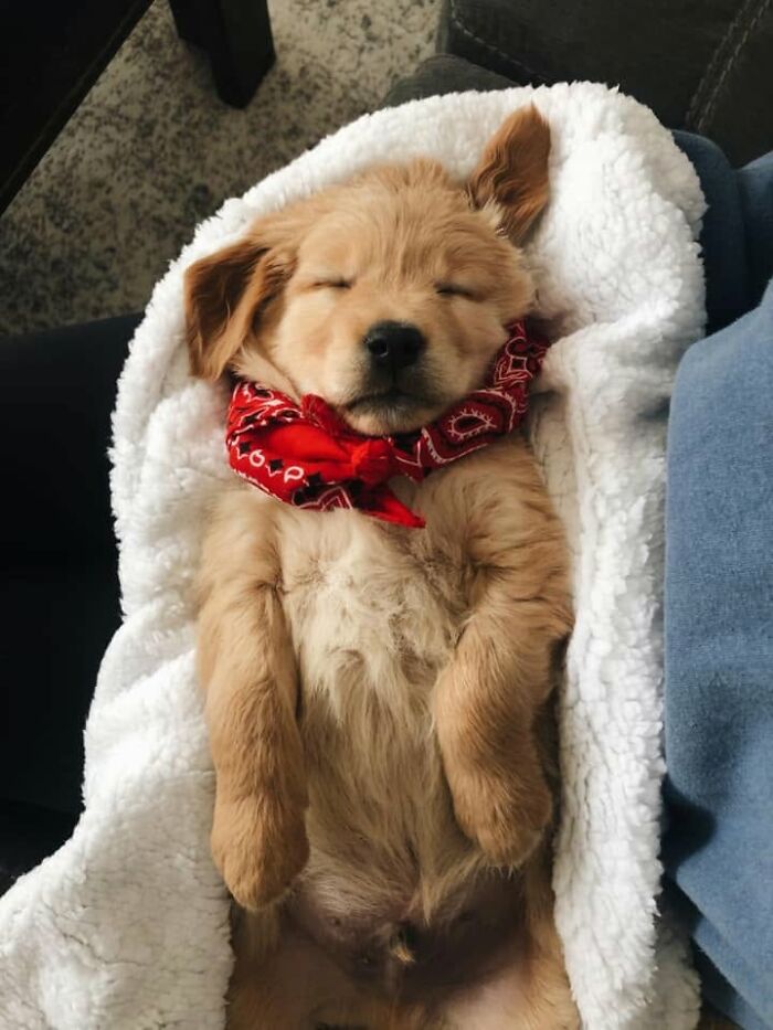 40 Sleeping Puppies So Adorable They Might Just Melt Your Heart, As Shared by This Page