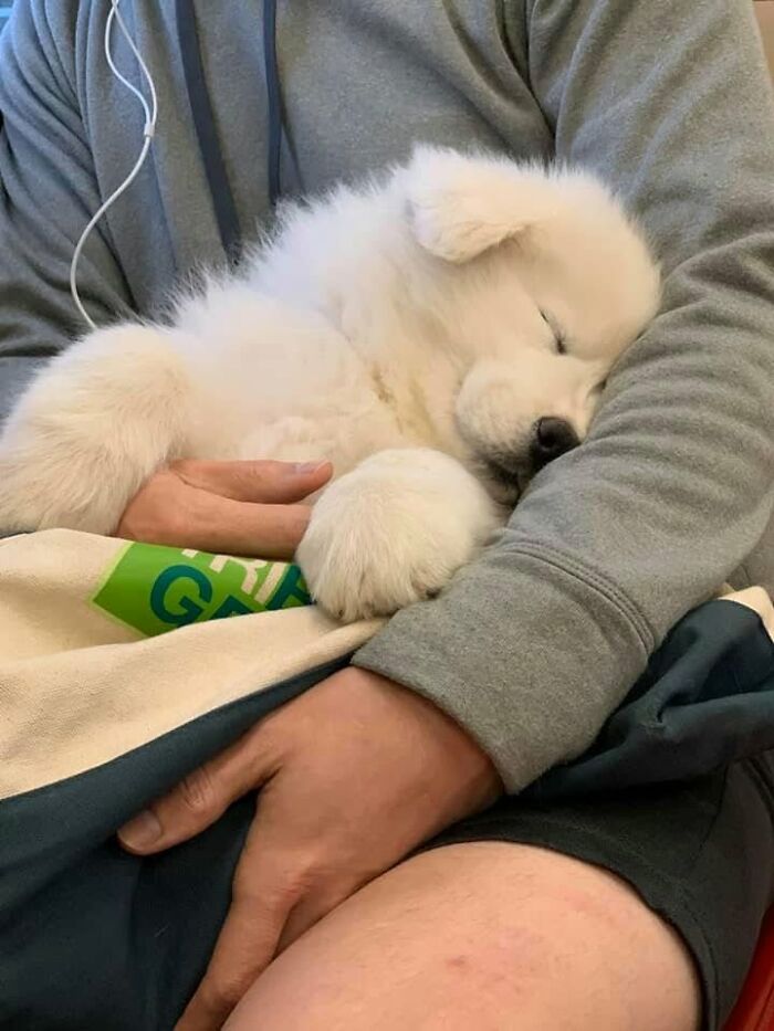 40 Sleeping Puppies So Adorable They Might Just Melt Your Heart, As Shared by This Page
