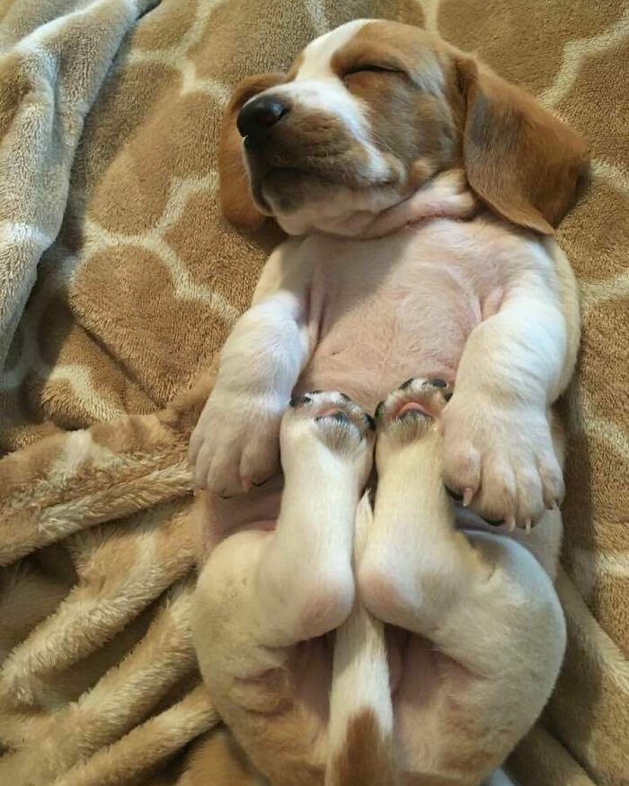 40 Sleeping Puppies So Adorable They Might Just Melt Your Heart, As Shared by This Page