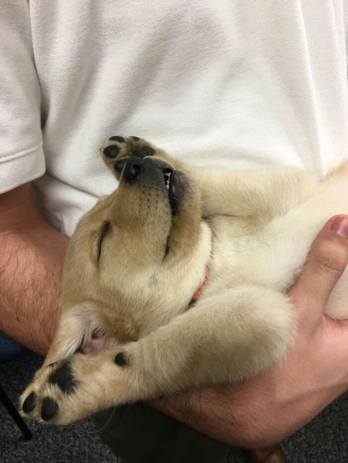 40 Sleeping Puppies So Adorable They Might Just Melt Your Heart, As Shared by This Page