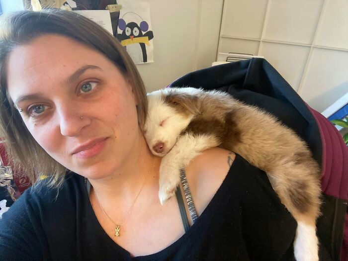 40 Sleeping Puppies So Adorable They Might Just Melt Your Heart, As Shared by This Page