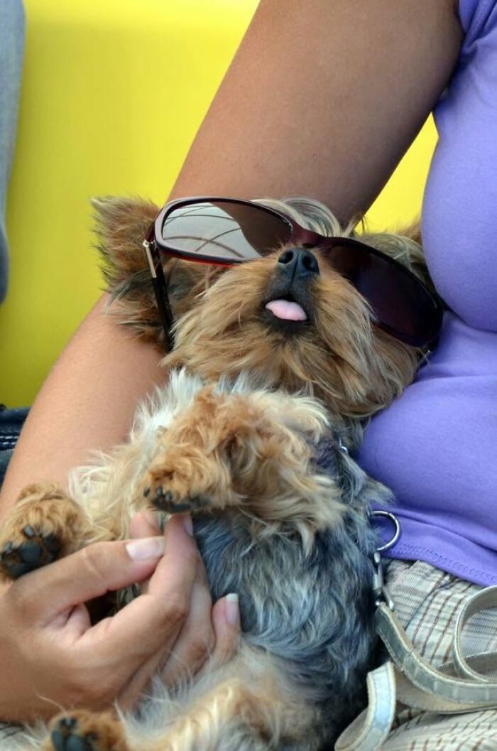 40 Sleeping Puppies So Adorable They Might Just Melt Your Heart, As Shared by This Page