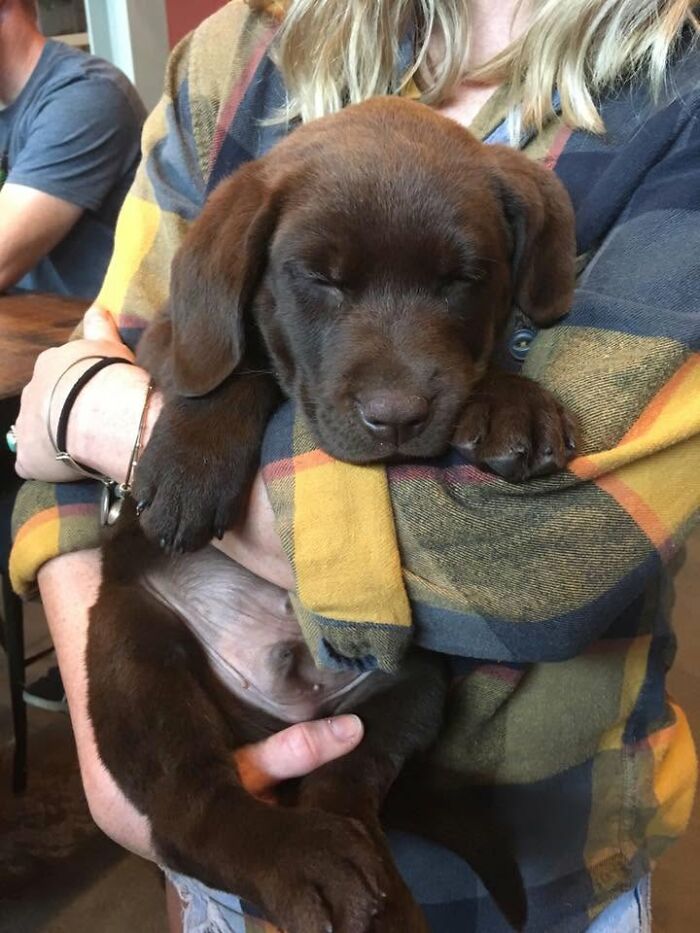 40 Sleeping Puppies So Adorable They Might Just Melt Your Heart, As Shared by This Page