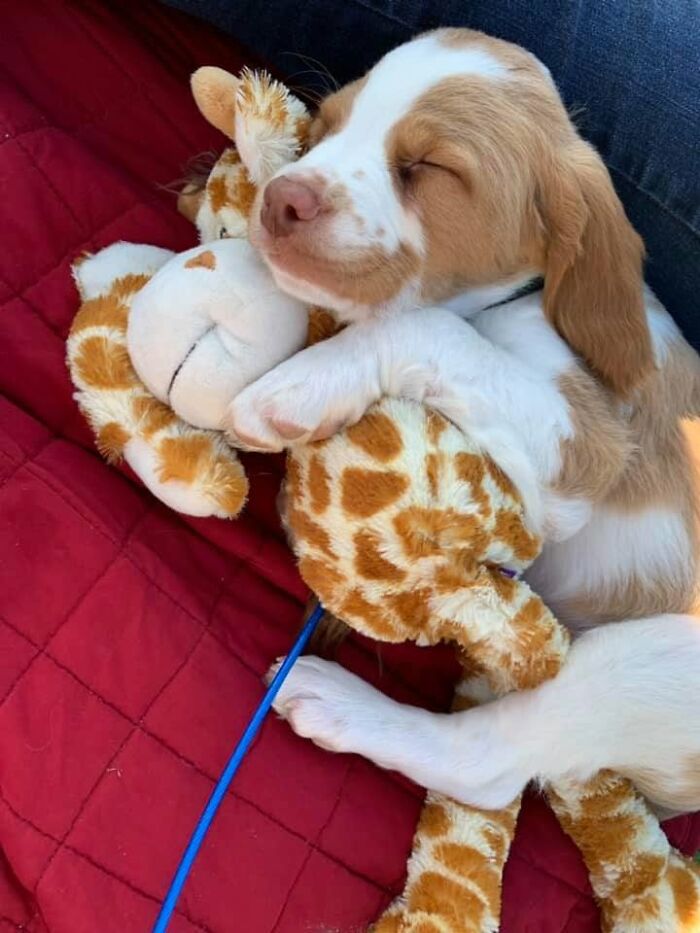 40 Sleeping Puppies So Adorable They Might Just Melt Your Heart, As Shared by This Page