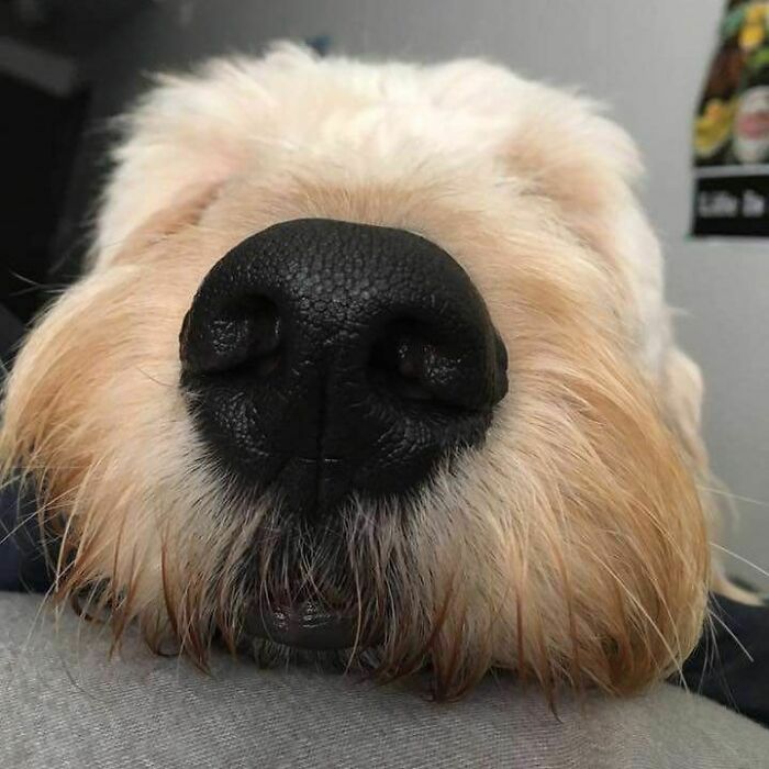 40 Sleeping Puppies So Adorable They Might Just Melt Your Heart, As Shared by This Page