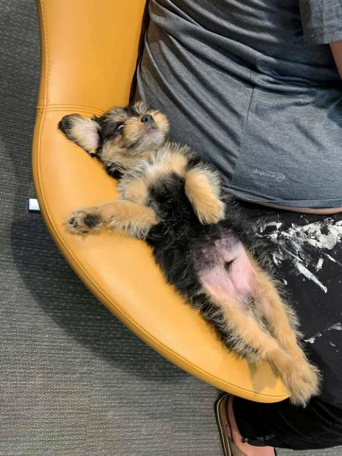 40 Sleeping Puppies So Adorable They Might Just Melt Your Heart, As Shared by This Page