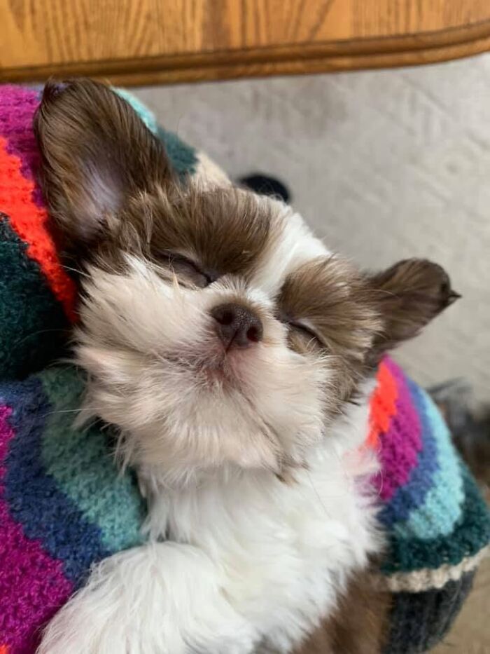40 Sleeping Puppies So Adorable They Might Just Melt Your Heart, As Shared by This Page
