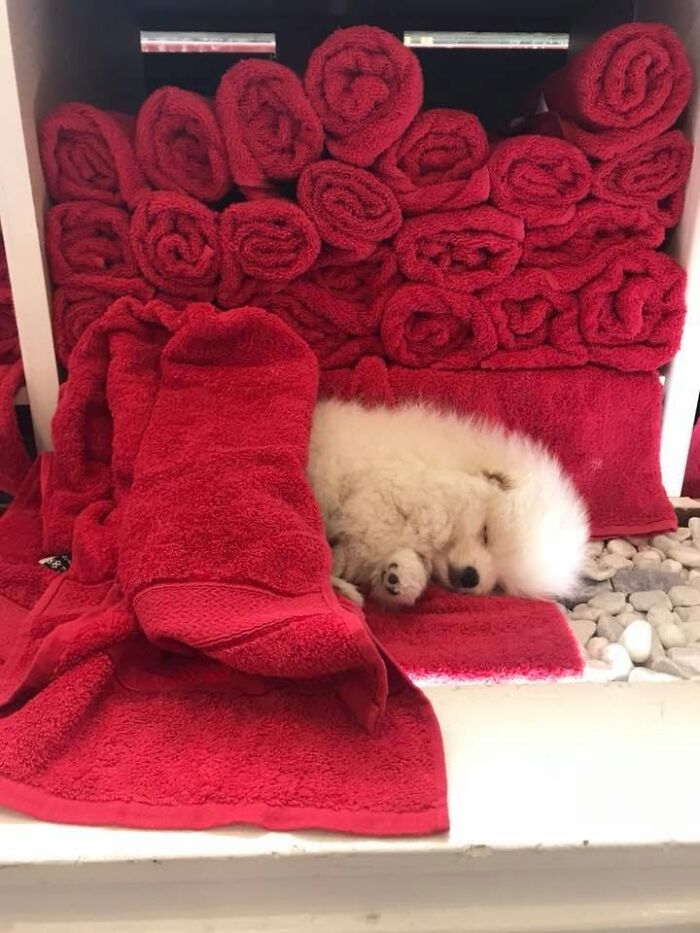 40 Sleeping Puppies So Adorable They Might Just Melt Your Heart, As Shared by This Page
