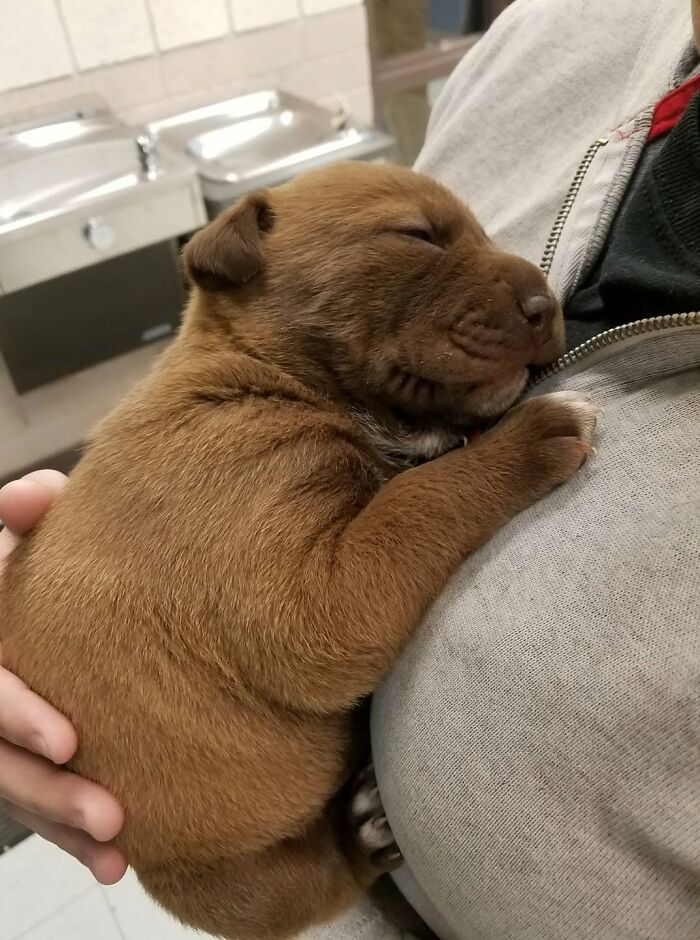 40 Sleeping Puppies So Adorable They Might Just Melt Your Heart, As Shared by This Page