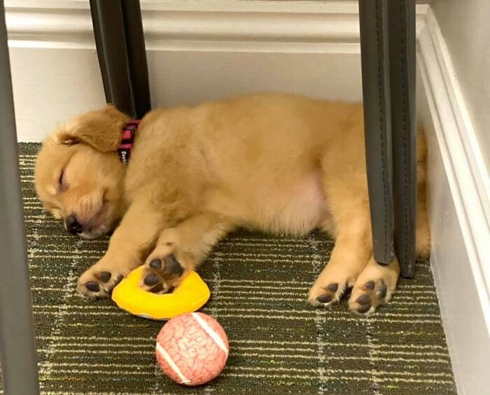 40 Sleeping Puppies So Adorable They Might Just Melt Your Heart, As Shared by This Page