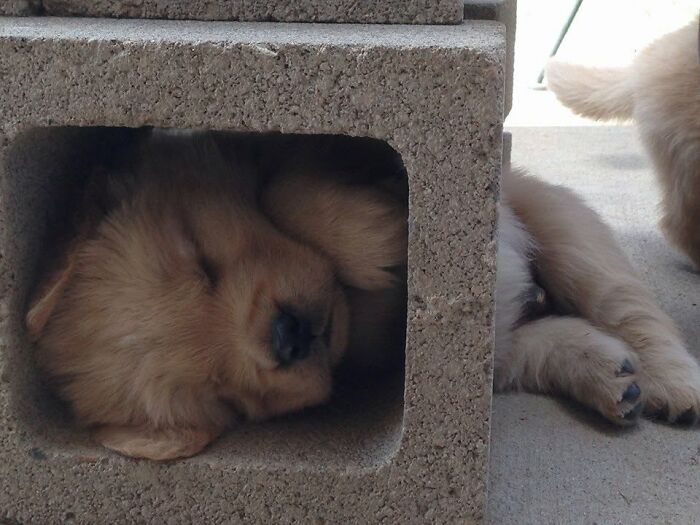 40 Sleeping Puppies So Adorable They Might Just Melt Your Heart, As Shared by This Page