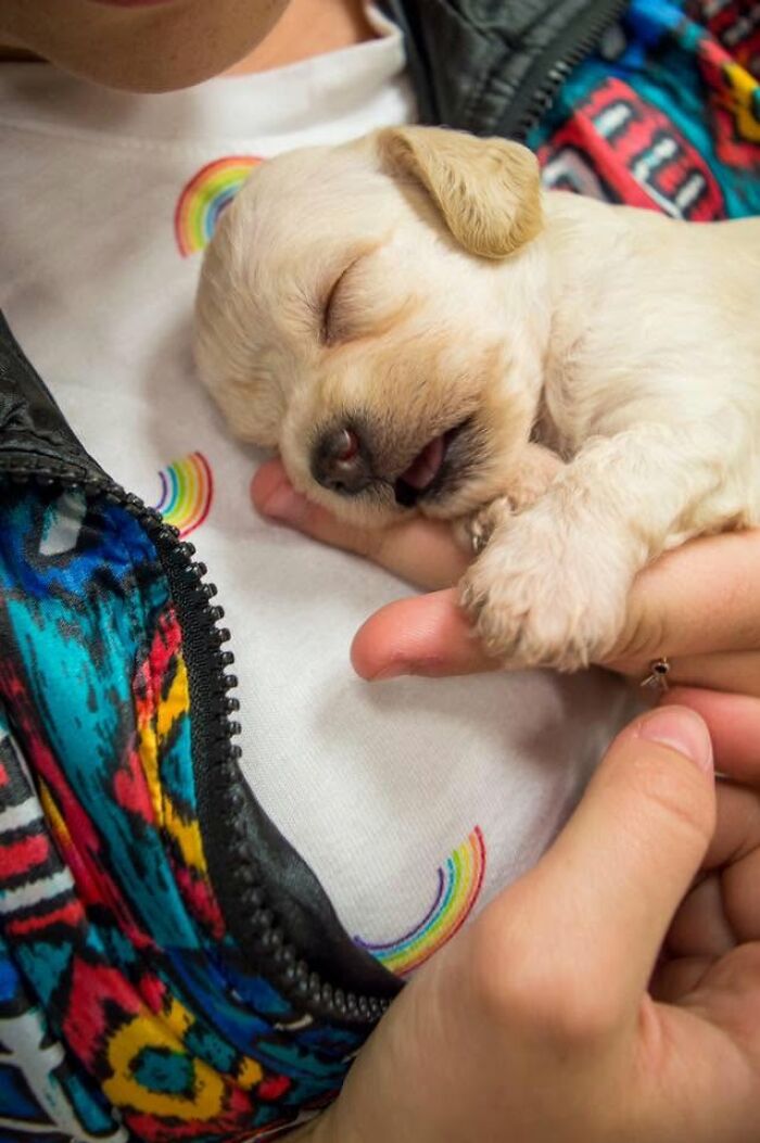 40 Sleeping Puppies So Adorable They Might Just Melt Your Heart, As Shared by This Page