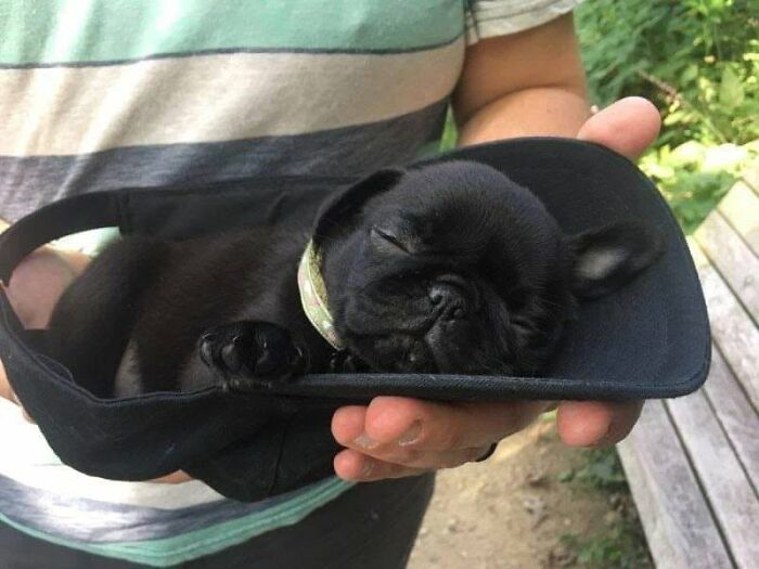 40 Sleeping Puppies So Adorable They Might Just Melt Your Heart, As Shared by This Page