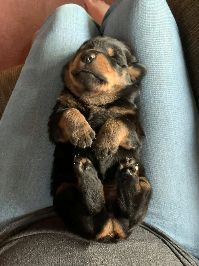 40 Sleeping Puppies So Adorable They Might Just Melt Your Heart, As Shared by This Page