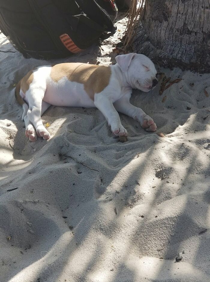 40 Sleeping Puppies So Adorable They Might Just Melt Your Heart, As Shared by This Page
