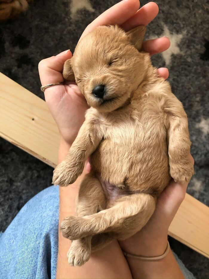 40 Sleeping Puppies So Adorable They Might Just Melt Your Heart, As Shared by This Page