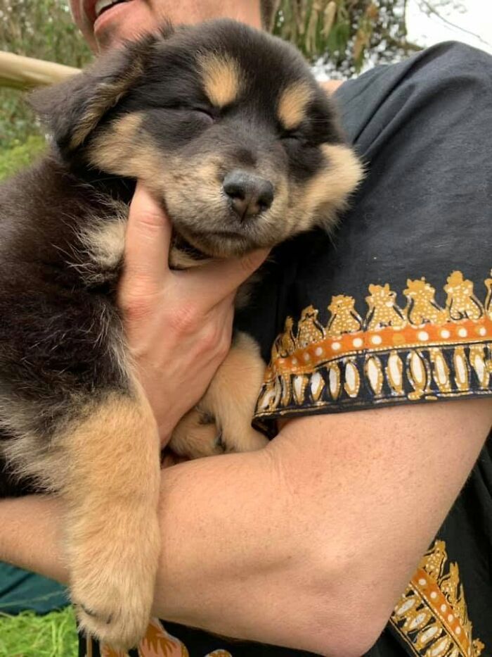 40 Sleeping Puppies So Adorable They Might Just Melt Your Heart, As Shared by This Page