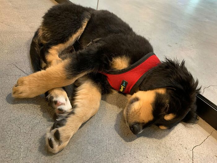 40 Sleeping Puppies So Adorable They Might Just Melt Your Heart, As Shared by This Page