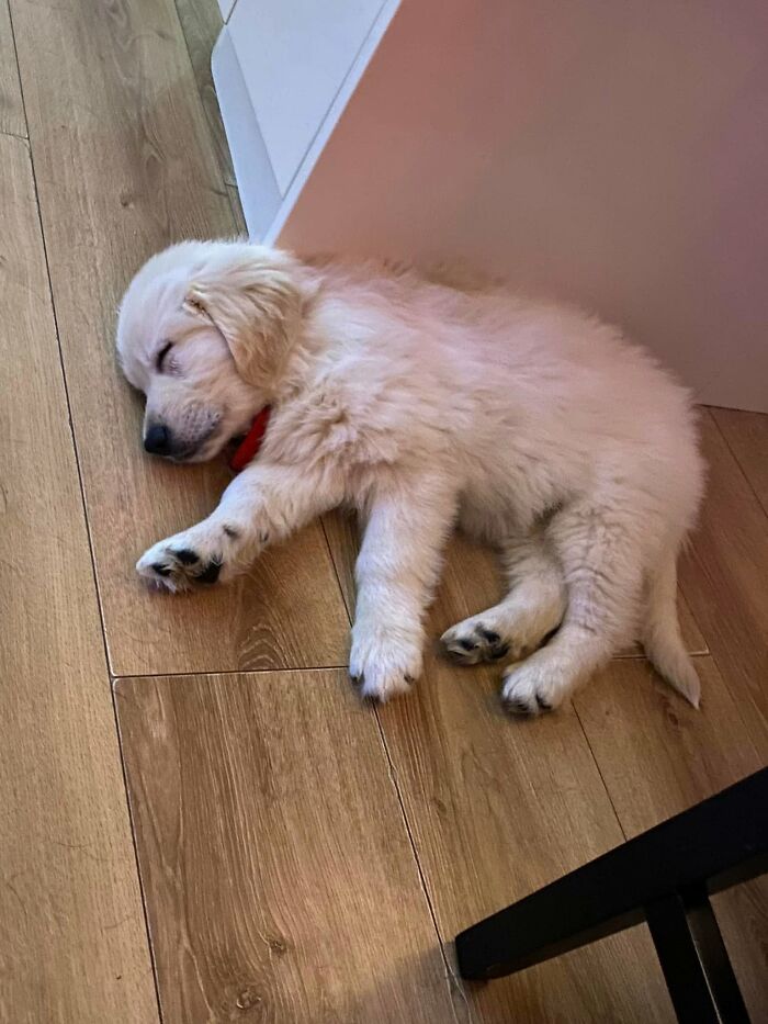 40 Sleeping Puppies So Adorable They Might Just Melt Your Heart, As Shared by This Page