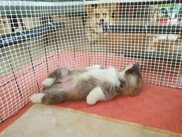 40 Sleeping Puppies So Adorable They Might Just Melt Your Heart, As Shared by This Page