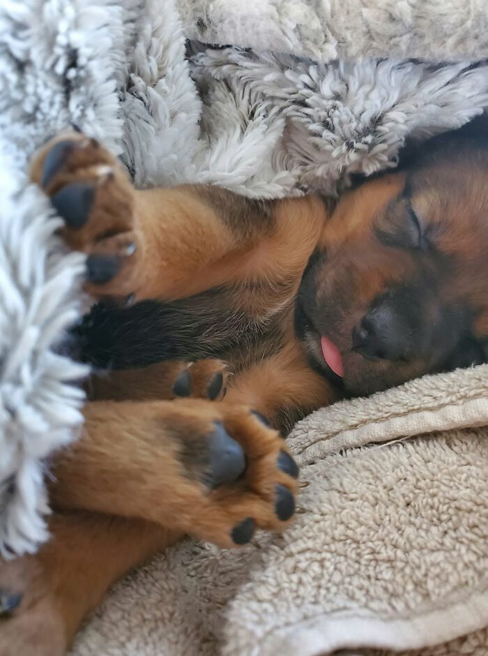 40 Sleeping Puppies So Adorable They Might Just Melt Your Heart, As Shared by This Page