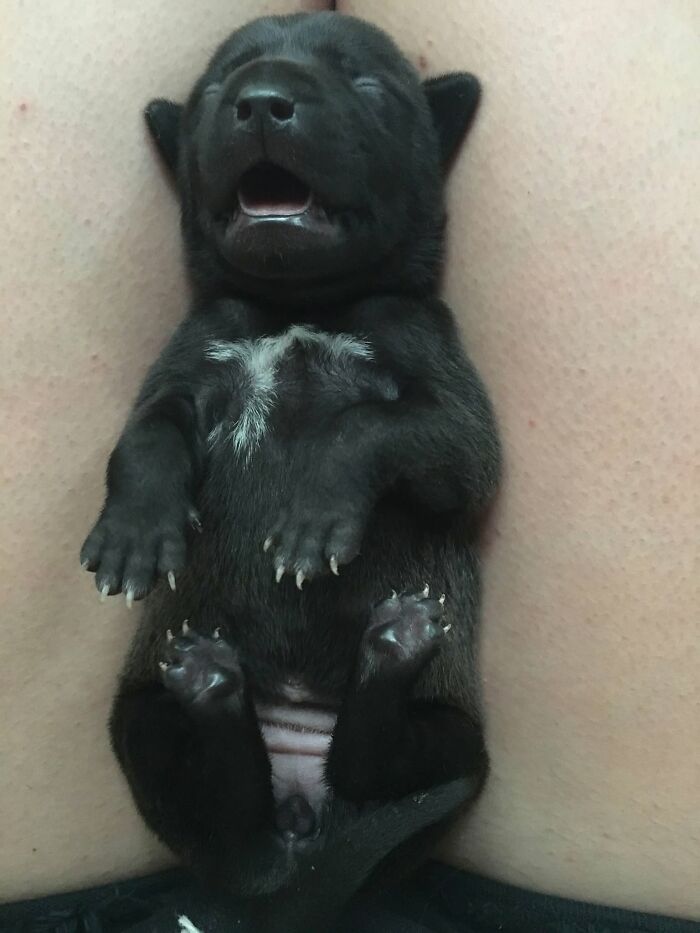 40 Sleeping Puppies So Adorable They Might Just Melt Your Heart, As Shared by This Page