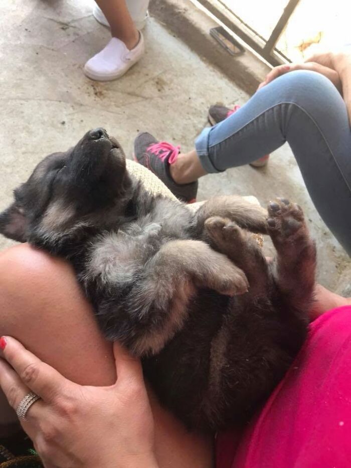 40 Sleeping Puppies So Adorable They Might Just Melt Your Heart, As Shared by This Page