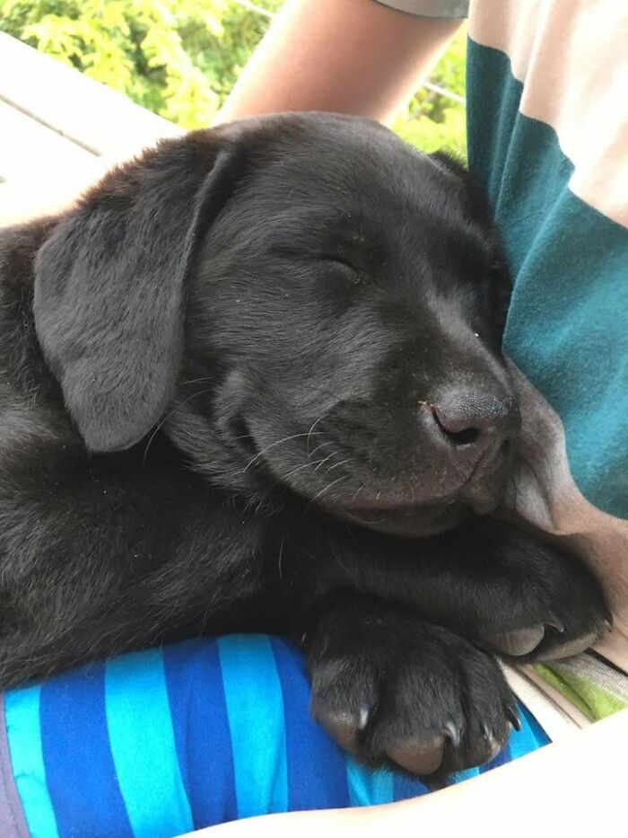 40 Sleeping Puppies So Adorable They Might Just Melt Your Heart, As Shared by This Page