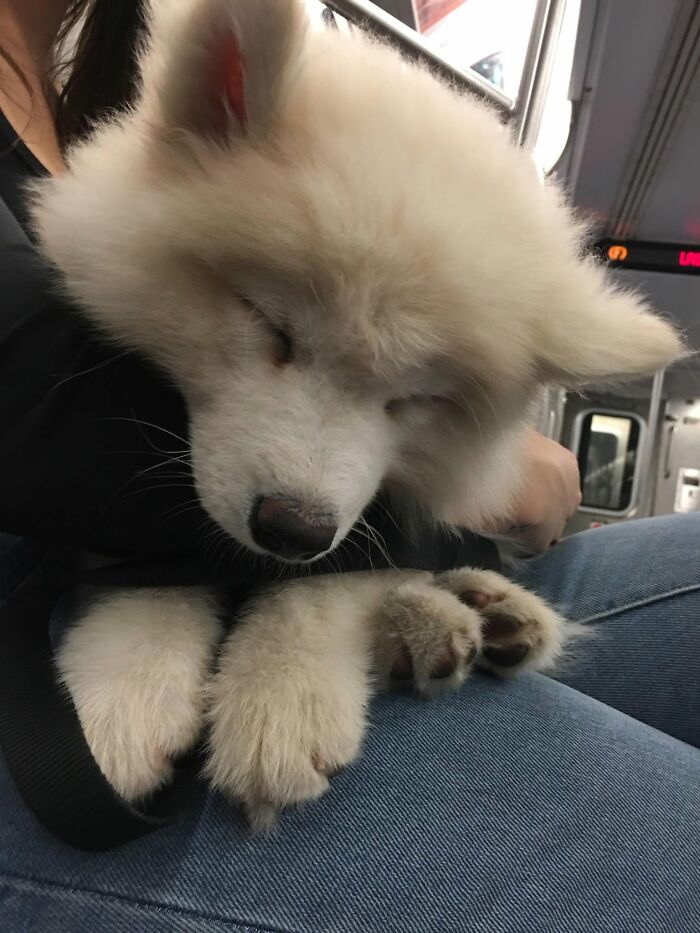 40 Sleeping Puppies So Adorable They Might Just Melt Your Heart, As Shared by This Page