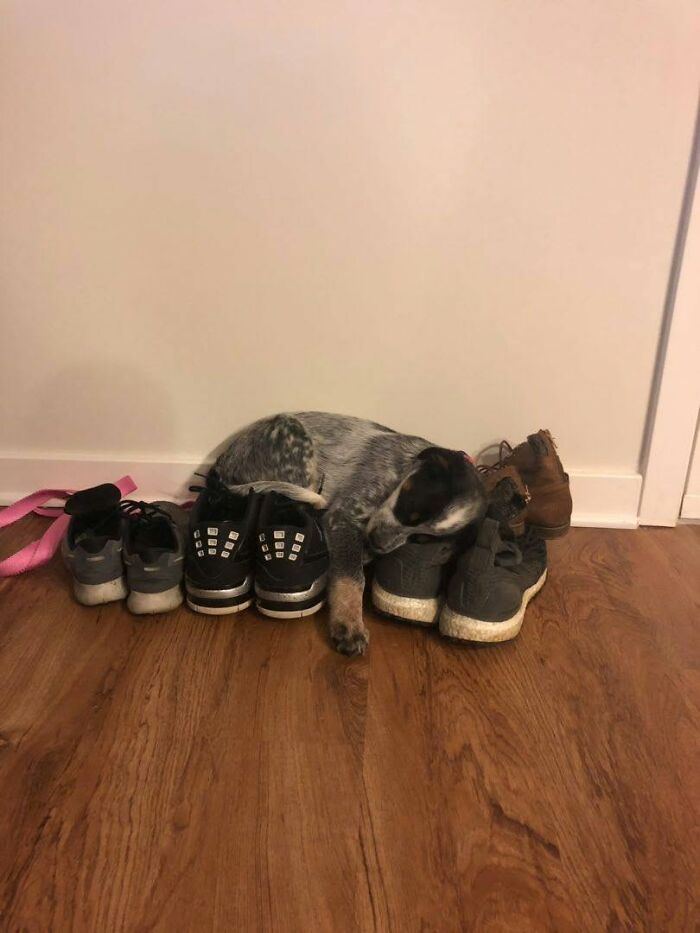 40 Sleeping Puppies So Adorable They Might Just Melt Your Heart, As Shared by This Page