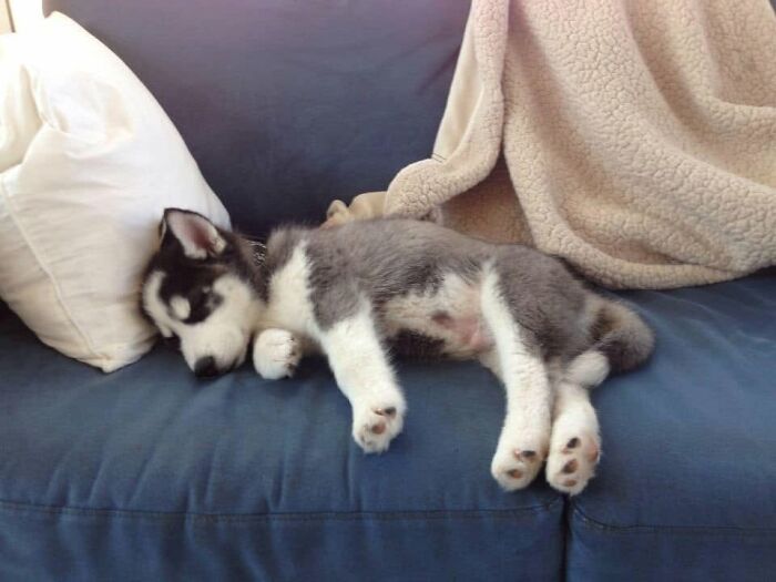 40 Sleeping Puppies So Adorable They Might Just Melt Your Heart, As Shared by This Page