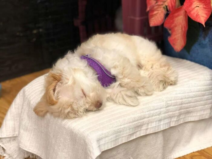 40 Sleeping Puppies So Adorable They Might Just Melt Your Heart, As Shared by This Page